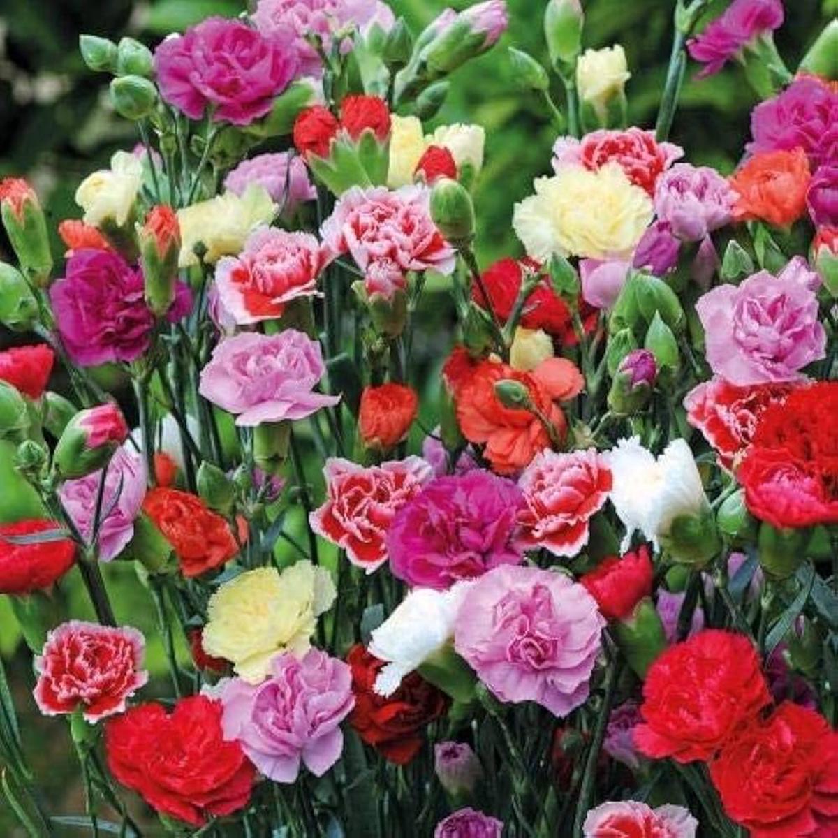 Limetten Prix Carnation Seeds for Planting Dianthus caryophyllus for flower beds and gardens