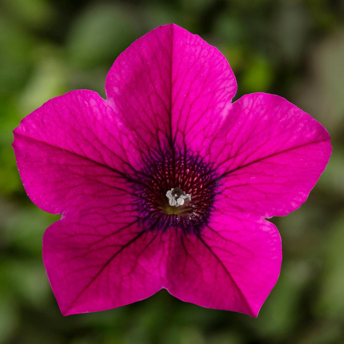 Magenta Petunia Seeds  Vibrant Garden Blooms for Beds & Hanging Baskets