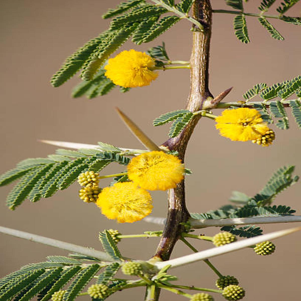 Mixed Acacia Perennial Flower Seeds for Planting Heirloom, Non-GMO, Compact Growth, High Germination