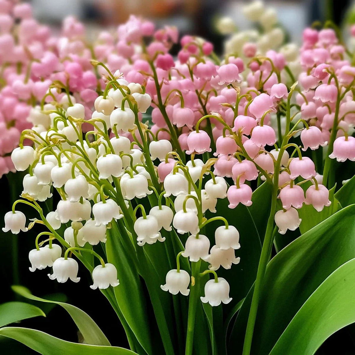 Mixed Bell Orchid Flower seeds for Planting - Seasonal Bloomer, Heirloom & GMO Free Seeds for Home Garden
