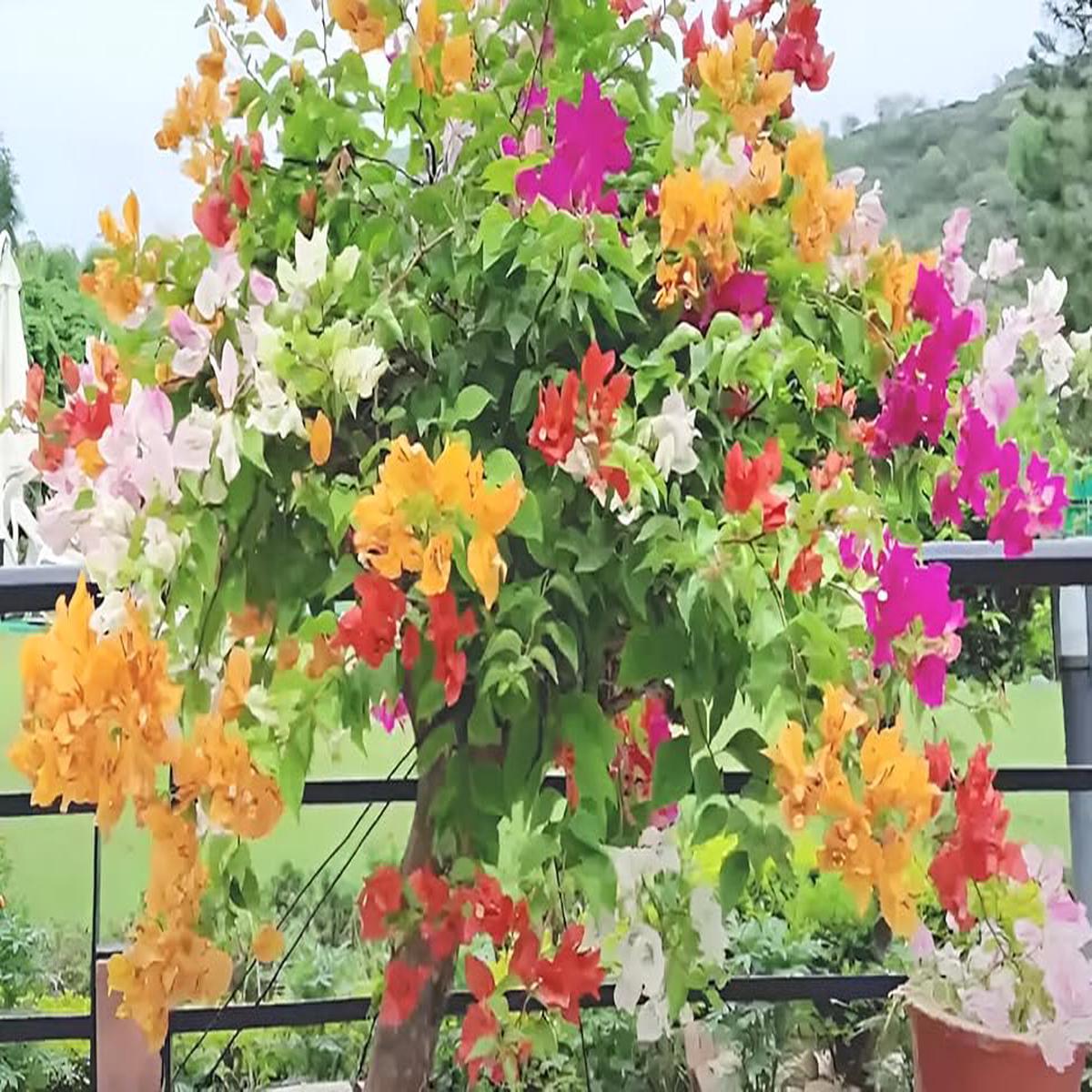 Mixed Colour Four Seasons Flower Seeds for Planting Heirloom, Non-GMO, High Germination Garden Seeds
