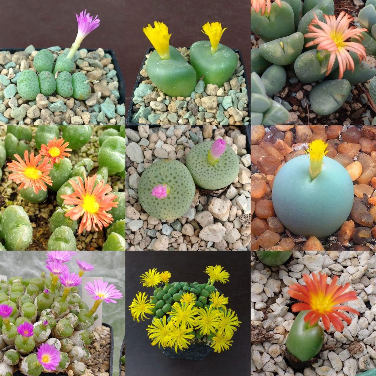 Mixed Conophytum Hammeri Flower Seeds for Planting Pollinator Friendly Heirloom Non-GMO GMO Free Seeds for Home Garden