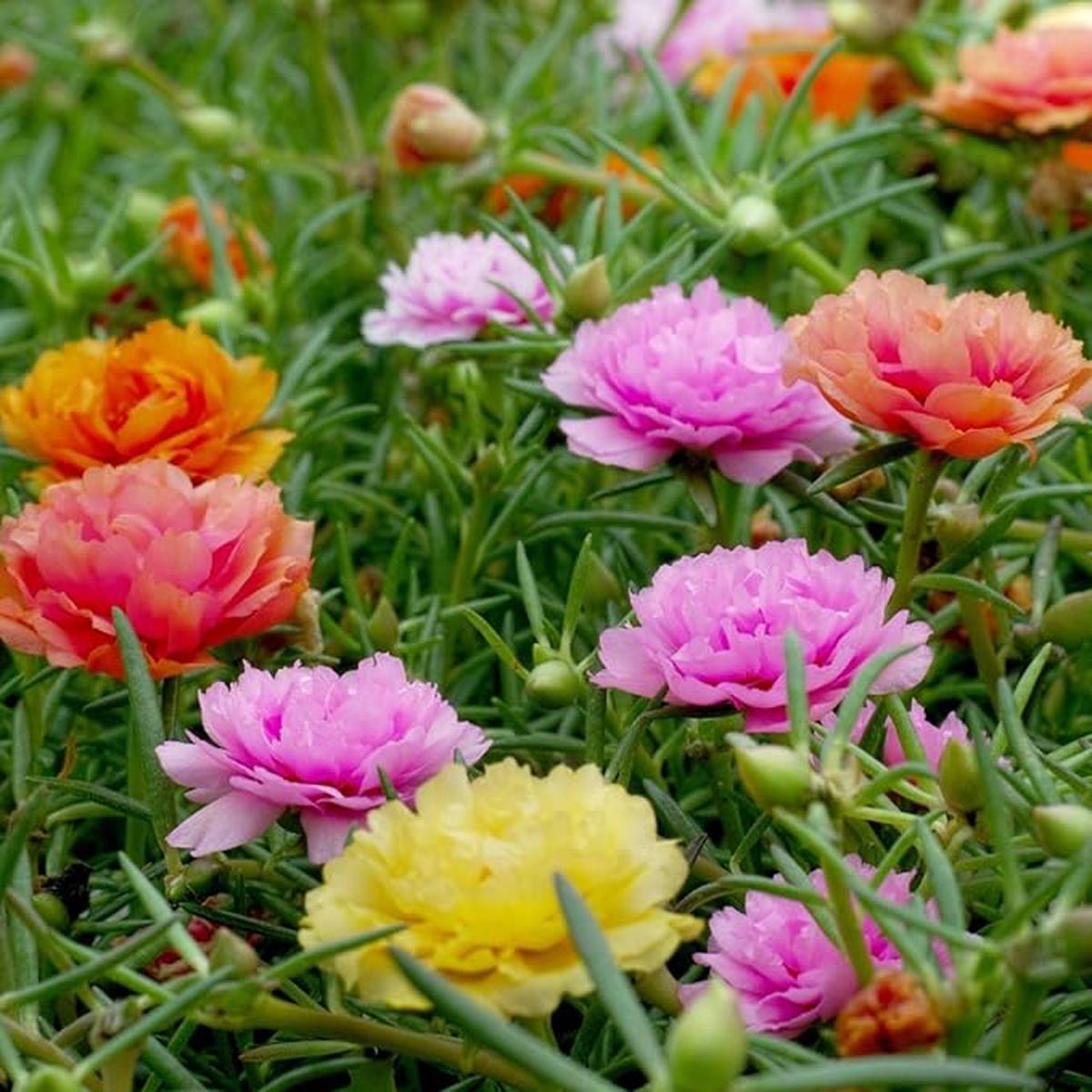 Mixed Mexican-Rose Heirloom Flower seeds for Planting - Perfect for Borders, Heirloom & GMO Free Seeds for Home Garden