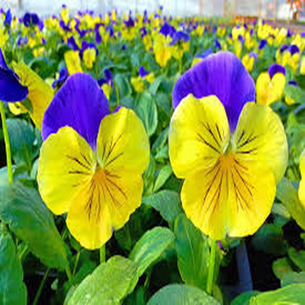 Mixed Pansy Perennial Flower Seeds for Planting Wildflower Mix, Heirloom & Non-GMO,