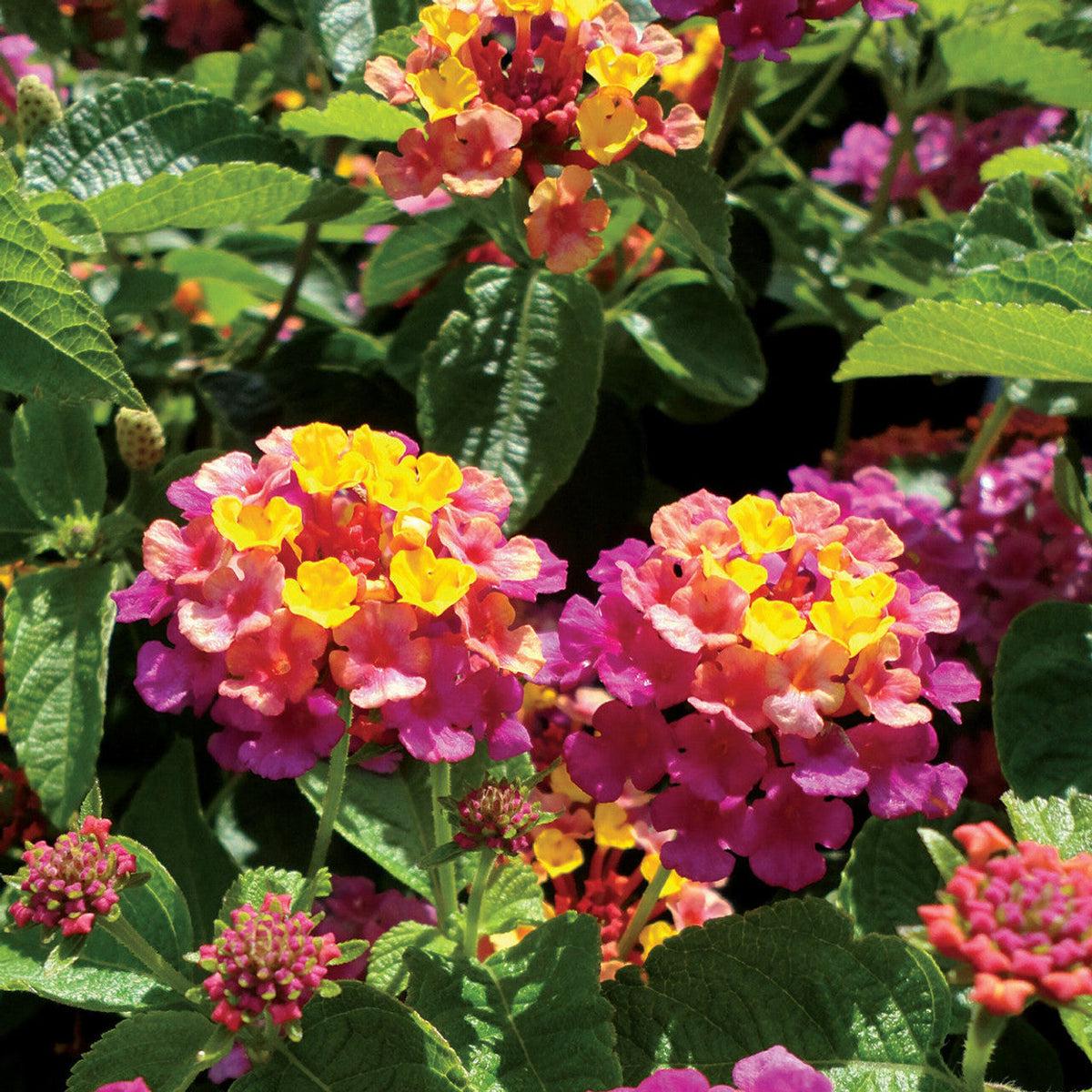 Mixed Rose Lantana Flower seeds for Planting Wildflower Mix Heirloom & GMO Free Seeds for Home Garden Sale