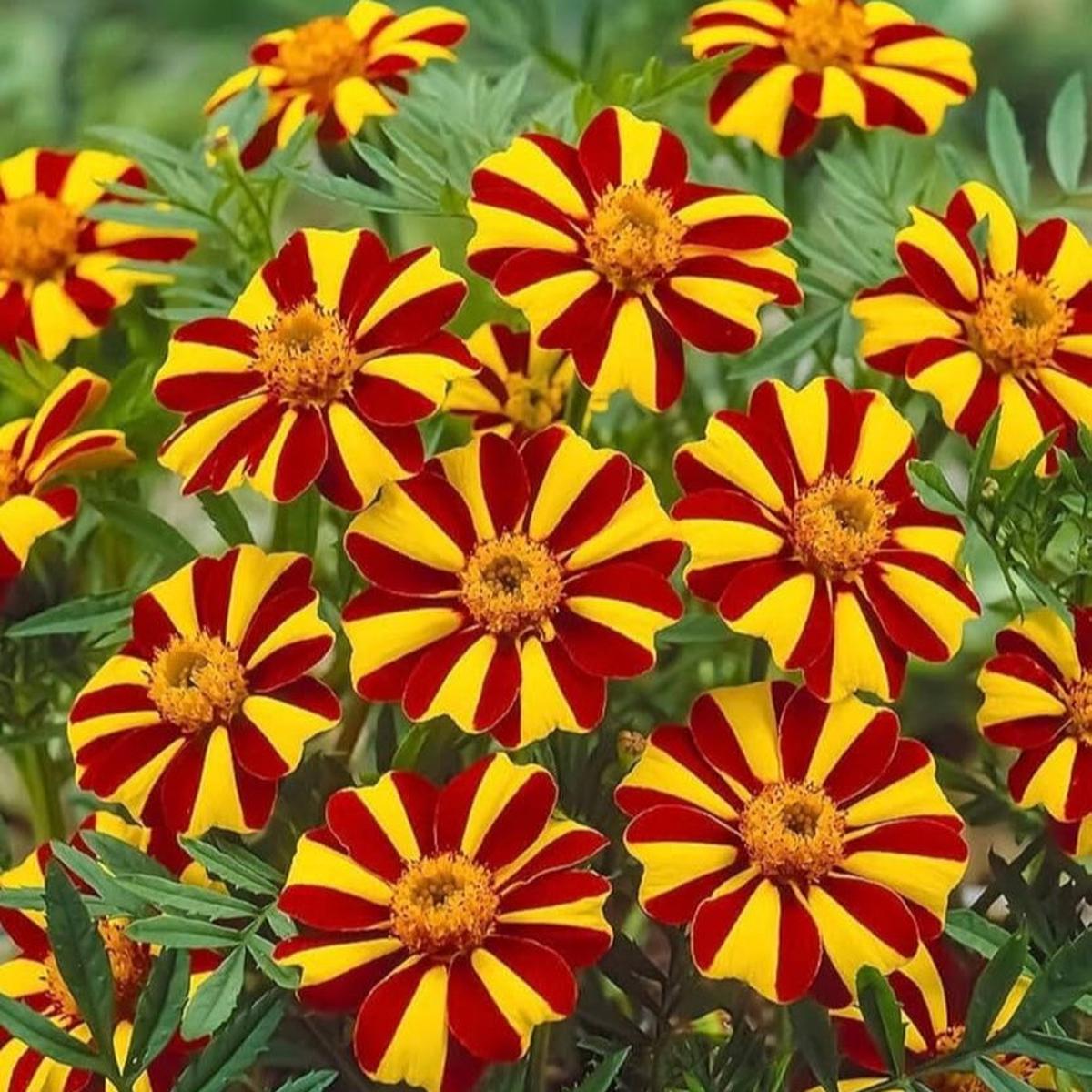 Mr Majestic Marigold Seeds Premium Quality Seeds for Vibrant Garden Blooms and Successful Gardening
