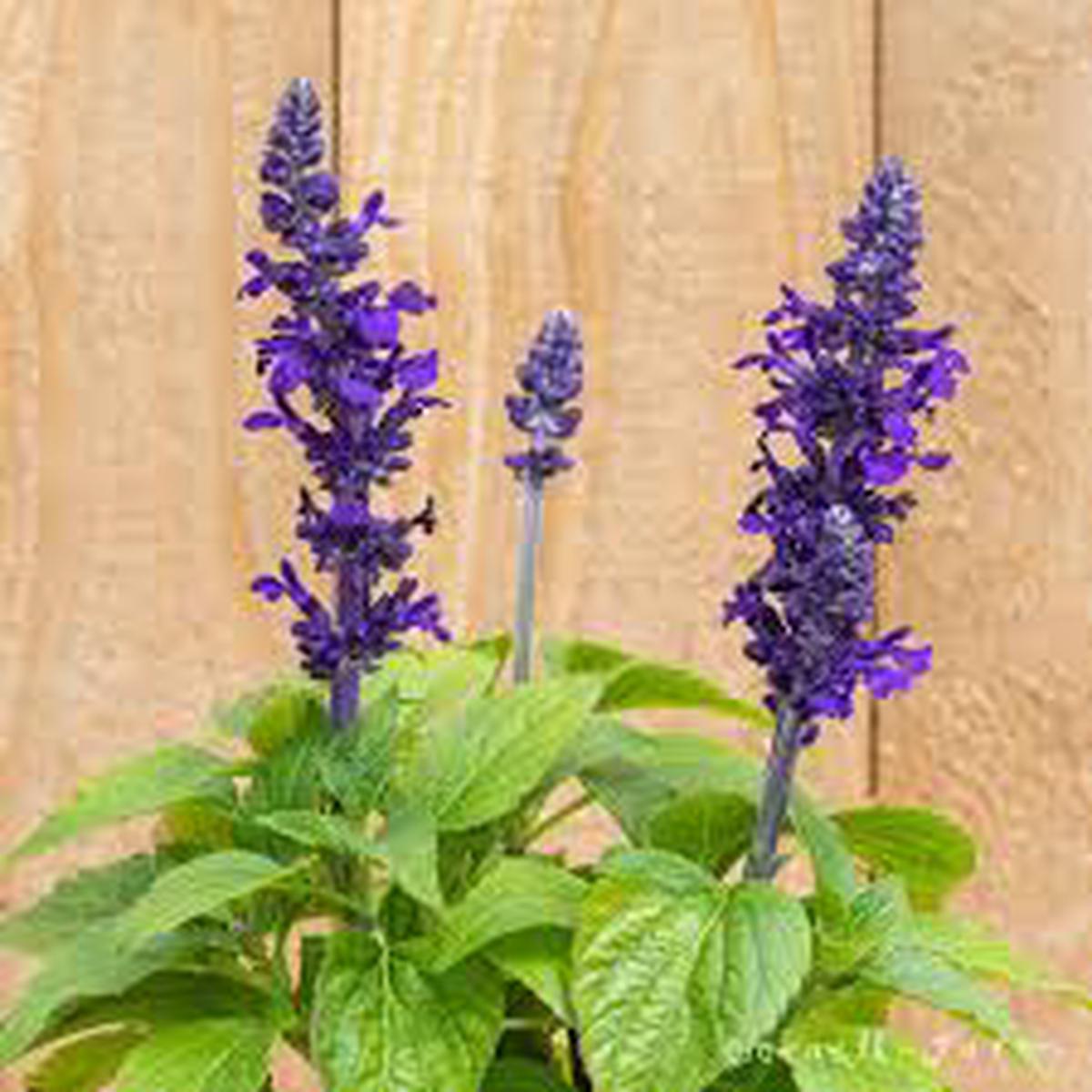Myosotis Sylvatica Imported  Heirloom, Non-GMO, High Germination Organic Garden Seeds