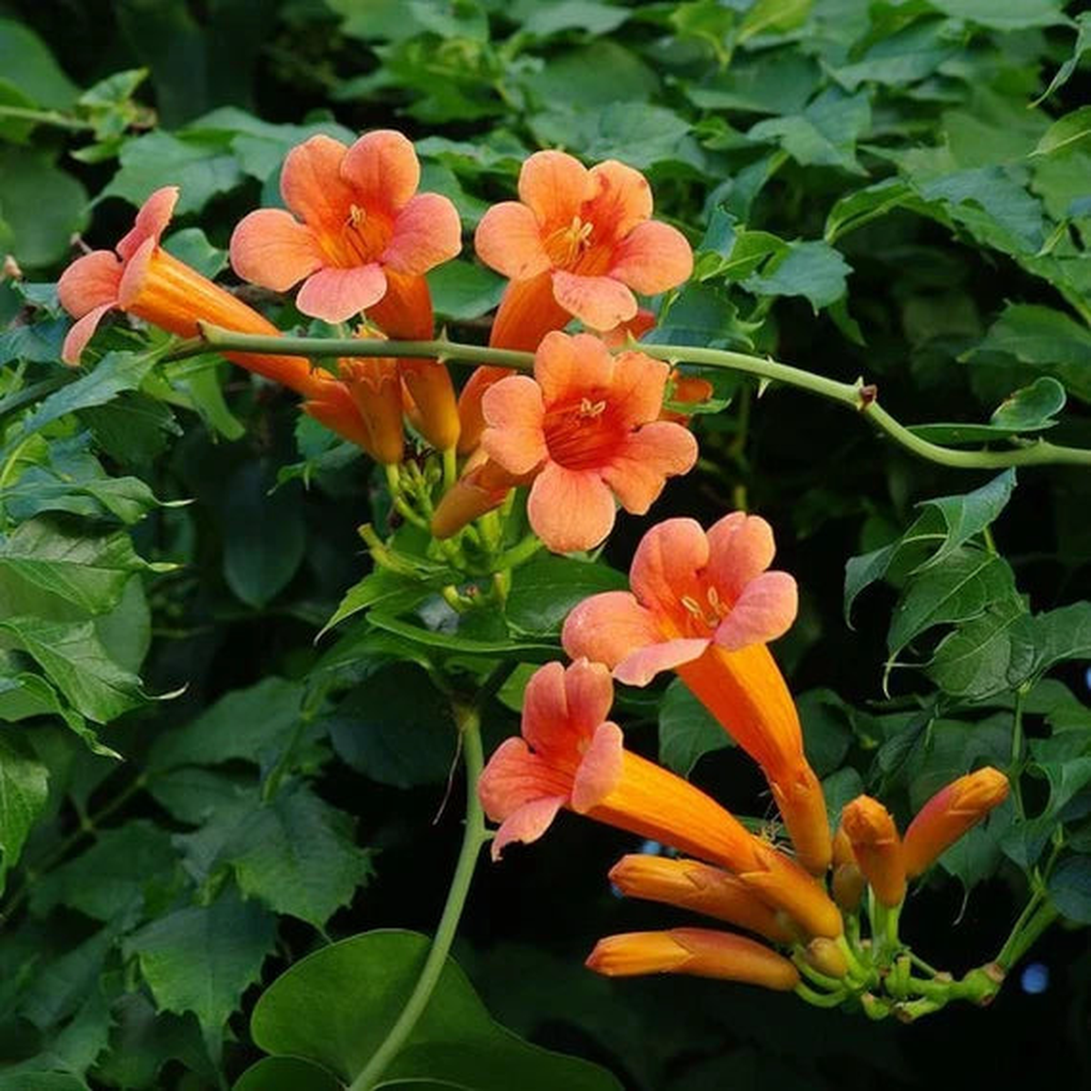 Orange Tecoma Flower Seeds for Planting Heirloom, Non-GMO, High Germination Organic Garden Seeds