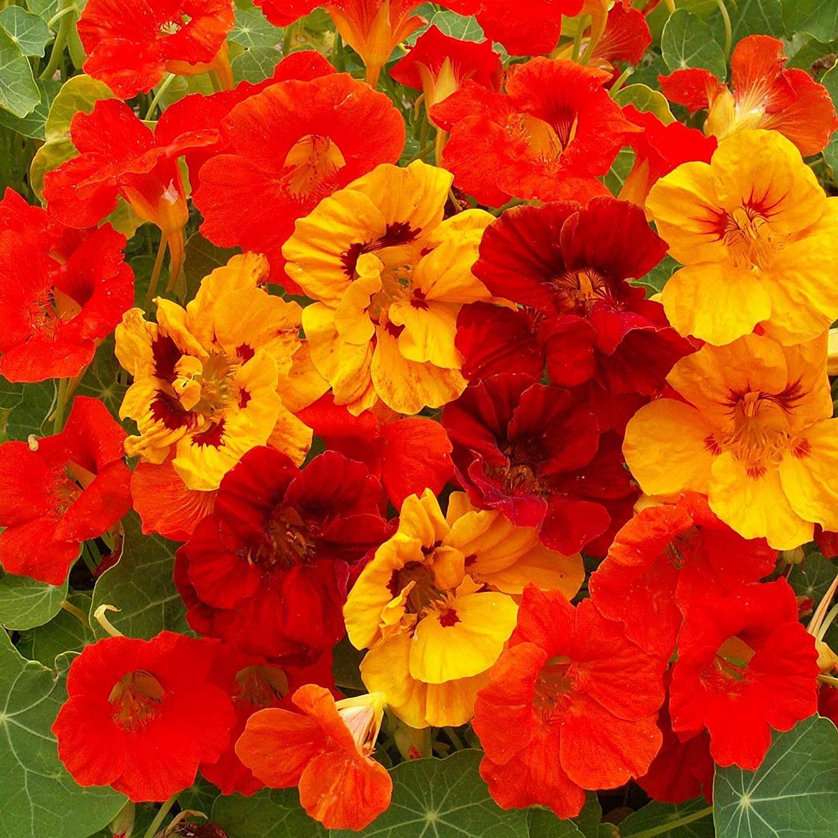 Orange Tropaeolum Majus Flower Seeds - Heirloom, Non-GMO, Drought Tolerant, Organic Garden Seeds