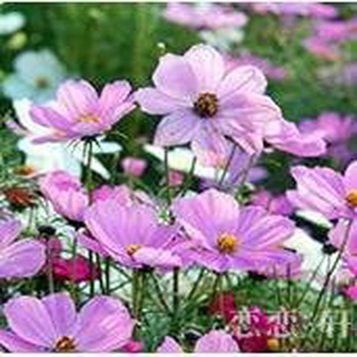 Organic Purple Landscape Autumn Flower Seeds for Planting  Heirloom, Non-GMO