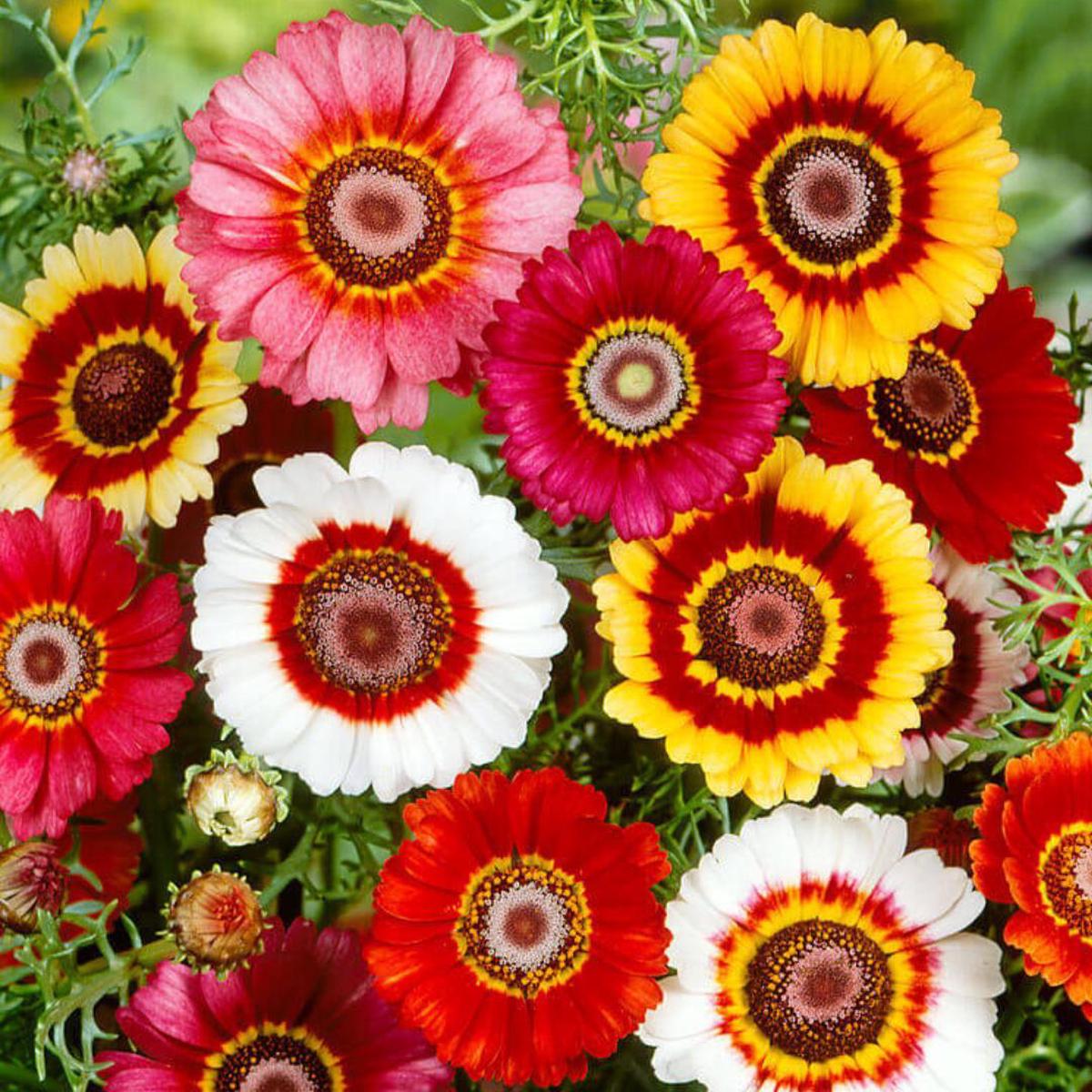 Painted Daisy Flower Seeds for Planting  Heirloom, Non-GMO, Easy to Grow, Annual