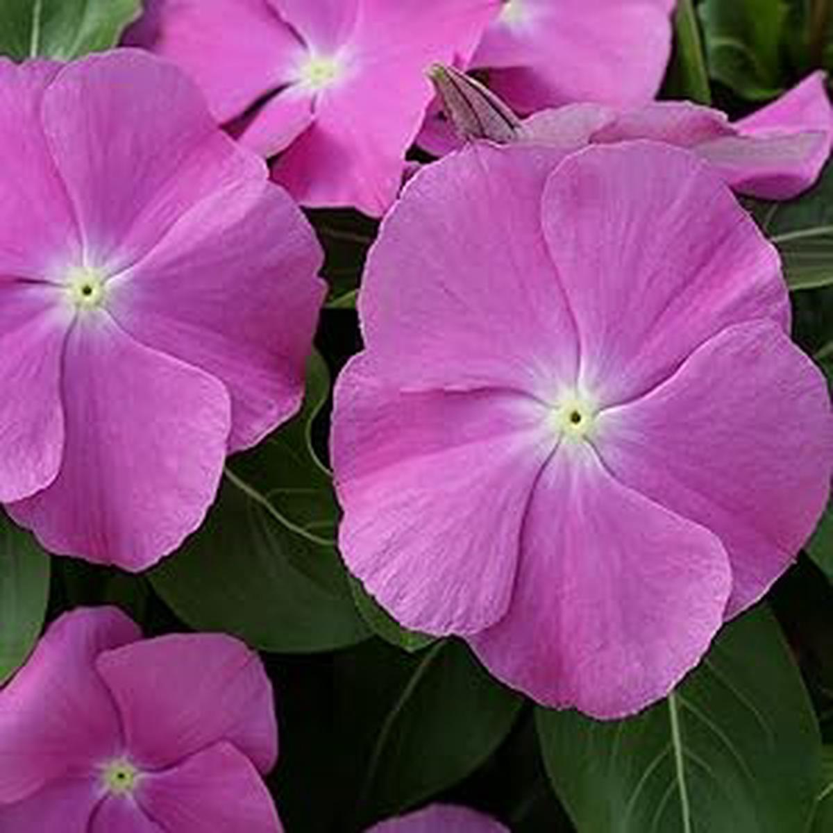 Periwinkle Orchid Vanda spp Flower Seeds for Planting in Indoor Garden