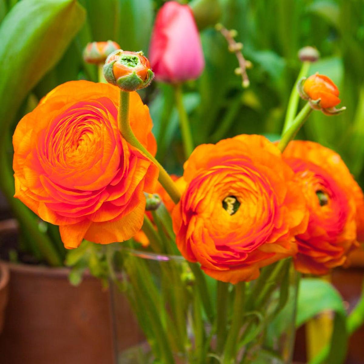 Persian Buttercup Flower seeds for Planting - Drought Tolerant, Heirloom & GMO Free Seeds for Home Garden
