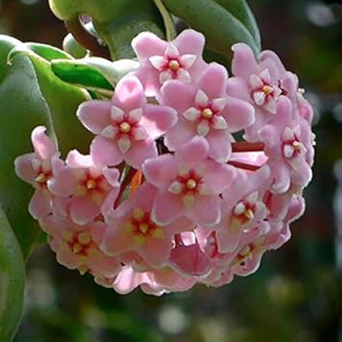 Pink Hoya Carnosa Heirloom Non-GMO Seeds for Planting High Germination Organic Garden Seeds