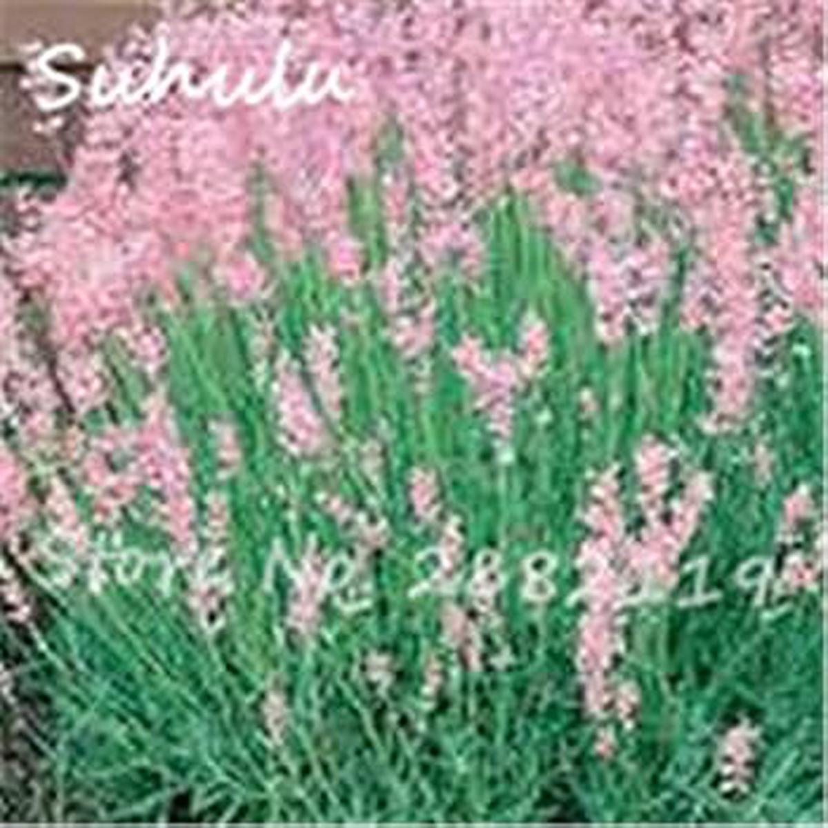 Pink Lavender Flower seeds for Planting Pollinator Friendly Heirloom & GMO Free Seeds for Home Garden Sale