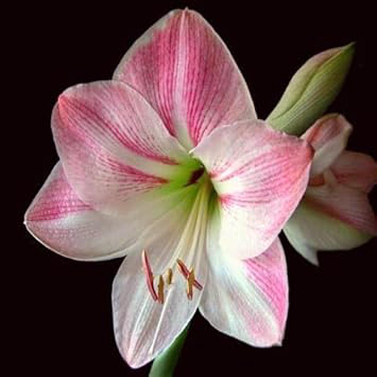 Pink White Amaryllis Flower Seeds for Garden Planting  Heirloom, Non-GMO Seeds with Stunning Blooms & High Germination