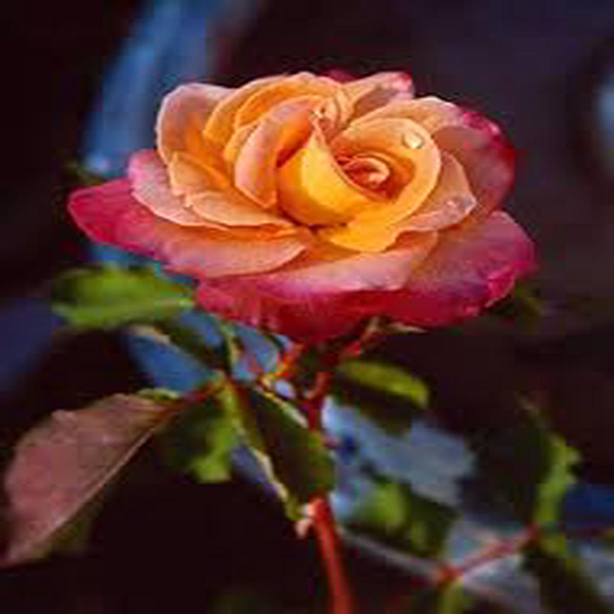 Pink Yellow Rose Flower seeds for Planting - Vibrant Colors, Heirloom & GMO Free Seeds for Home Garden