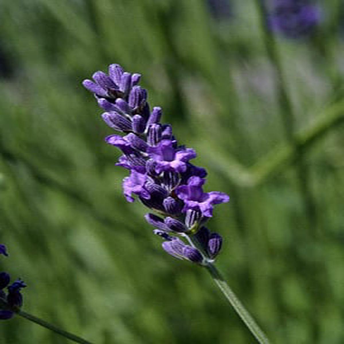 Provence Lavender Flower Seeds for Planting Mixed Color  Heirloom, Non-GMO, High Germination Organic Garden Seeds