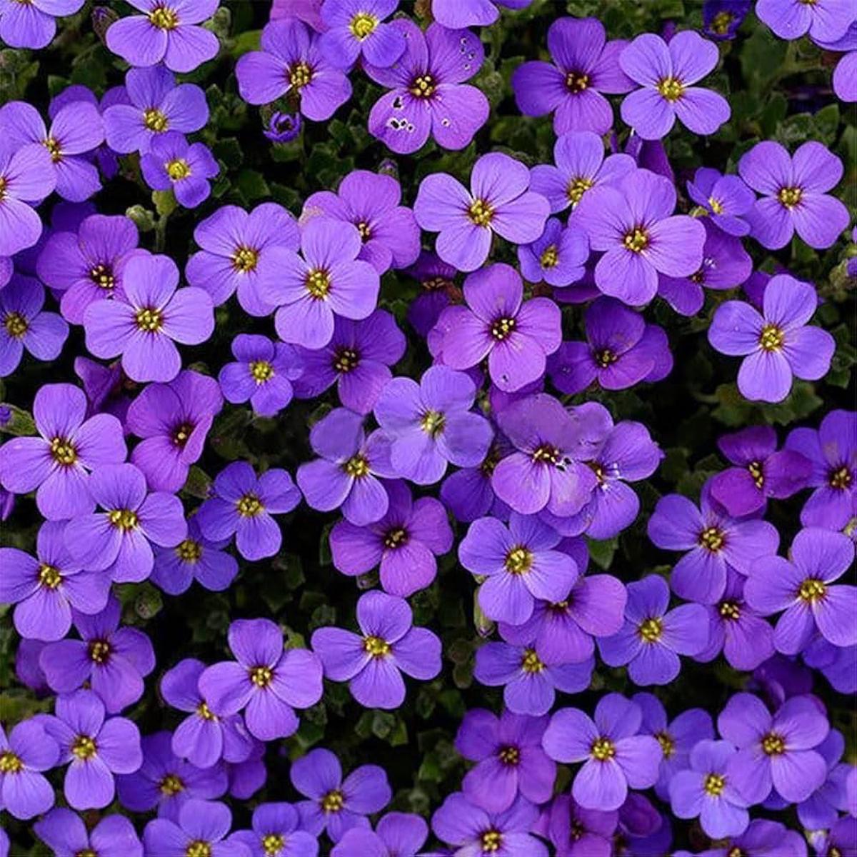 Purple Aubrieta Rock Cascade Seeds, Heirloom Non-GMO Flowers for Long Bloom Garden Planting