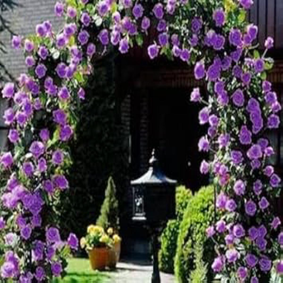 Purple Climbing Rose Seeds Heirloom Non-GMO High Germination Seeds for Planting