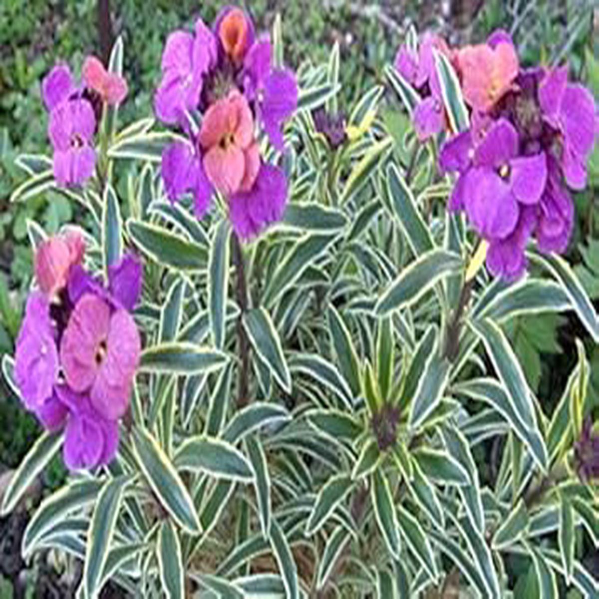 Purple Pink Linifolium Flower seeds for Planting - Perfect for Borders, Heirloom & GMO Free Seeds for Home Garden