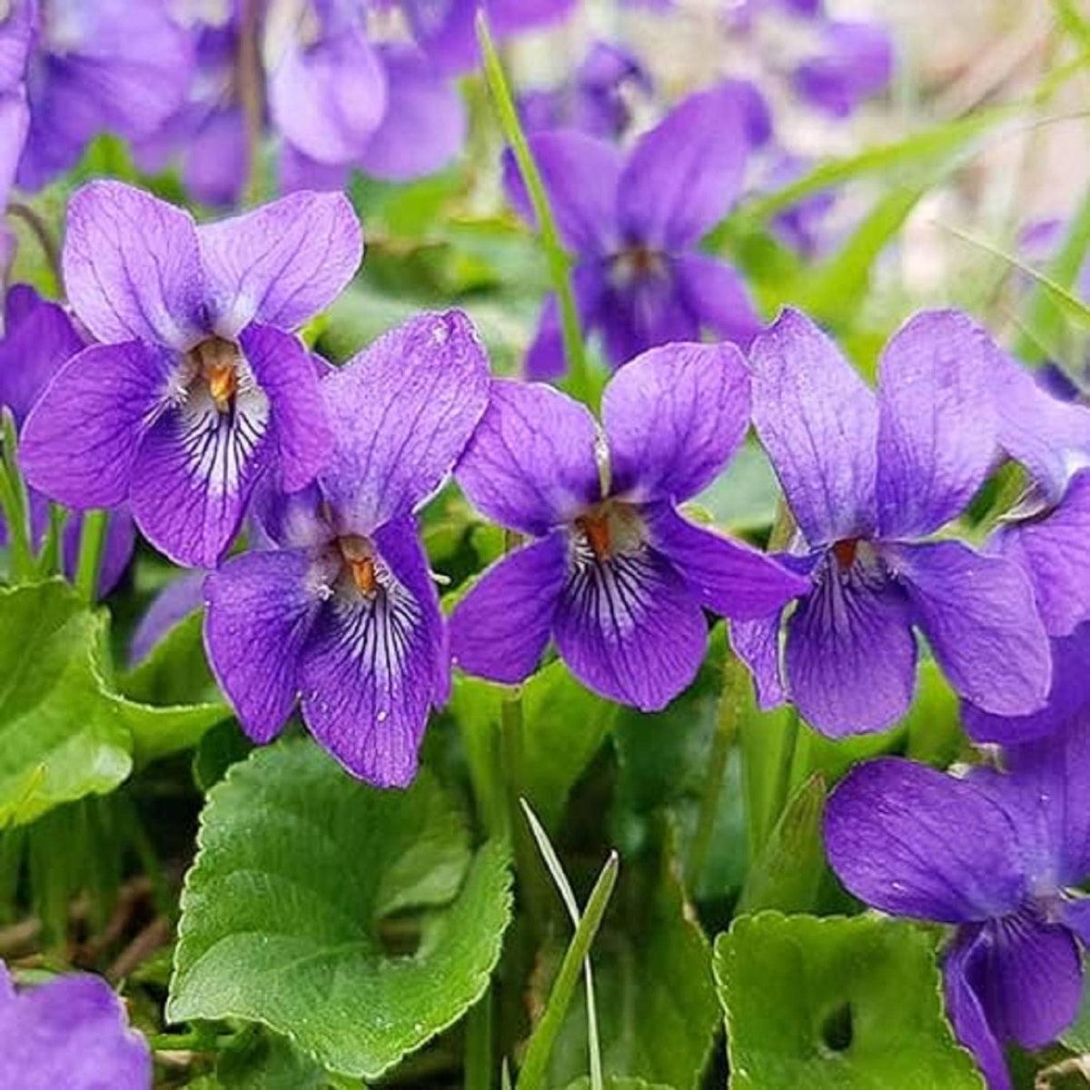 Purple Viola Charlotte Flower seeds for Planting Fragrant Blossoms Heirloom & GMO Free Seeds for Home Garden   Sale