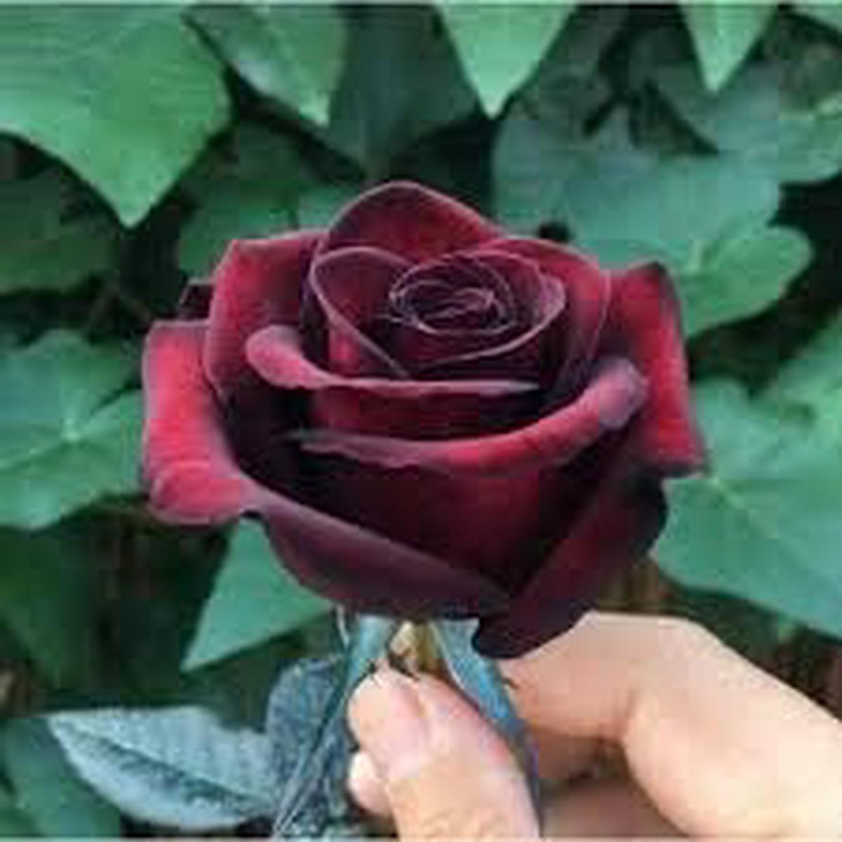 Rare Maroon Red Rose Flower Seeds for Planting Heirloom, Non-GMO, High Germination Organic Garden Seeds