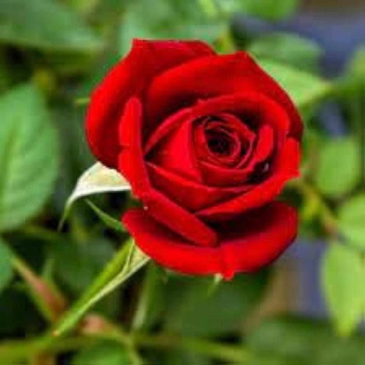 Red-Edge Rose Rosa spp. Seeds for Planting - Perfect for Flower Bed & Urban Garden