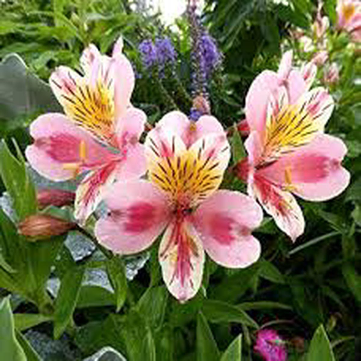 Red Yellow Alstroemeria Flower Seeds for Planting  Heirloom, Non-GMO, High Germination Organic Garden Seeds