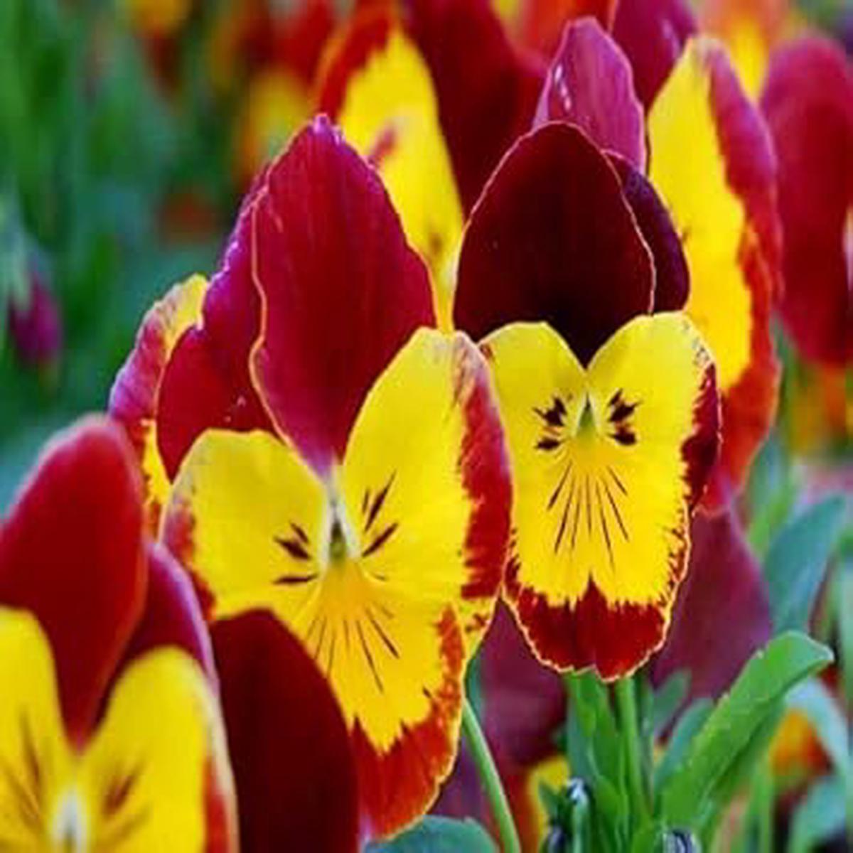 Red & Yellow Pansy Heirloom Non-GMO Seeds for Planting  High Germination Organic Garden Seeds for Vibrant Flowers