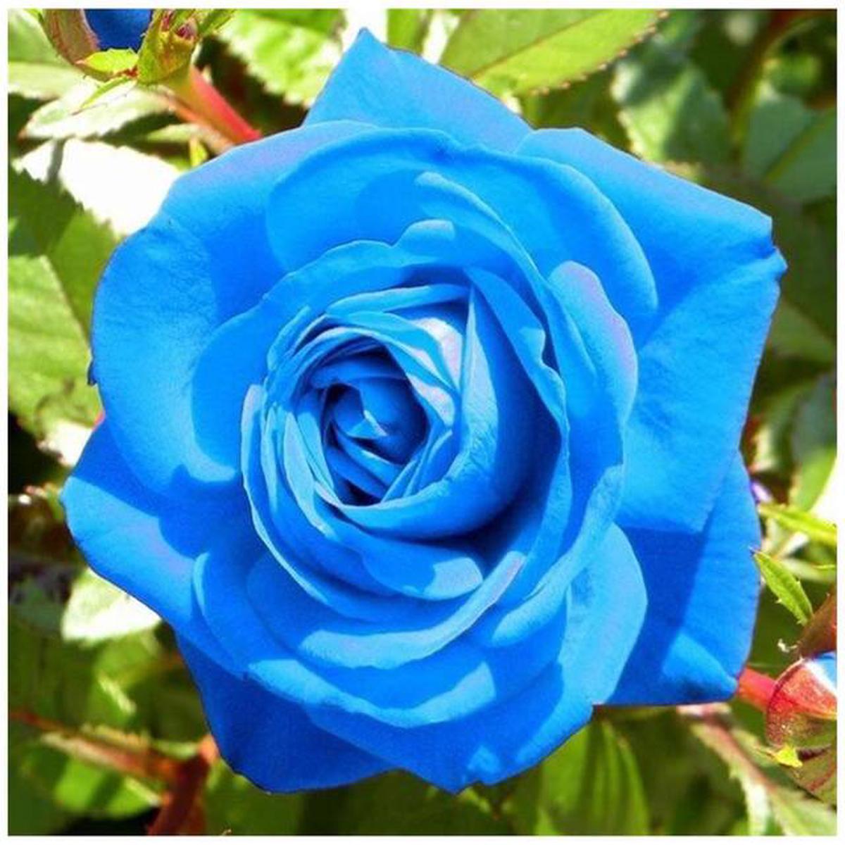 Rose Flower Seeds for Planting | Low Maintenance, Heirloom & Non-GMO Seeds for Home Garden