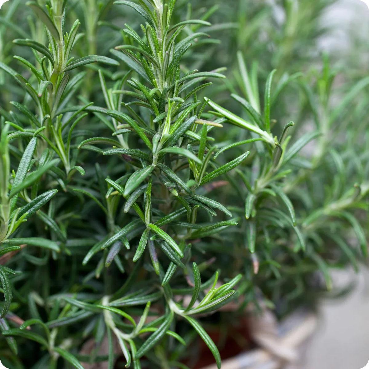 Rosemary Seeds Flower seeds for Planting Premium Quality Heirloom & GMO Free Seeds for Home Garden Sale
