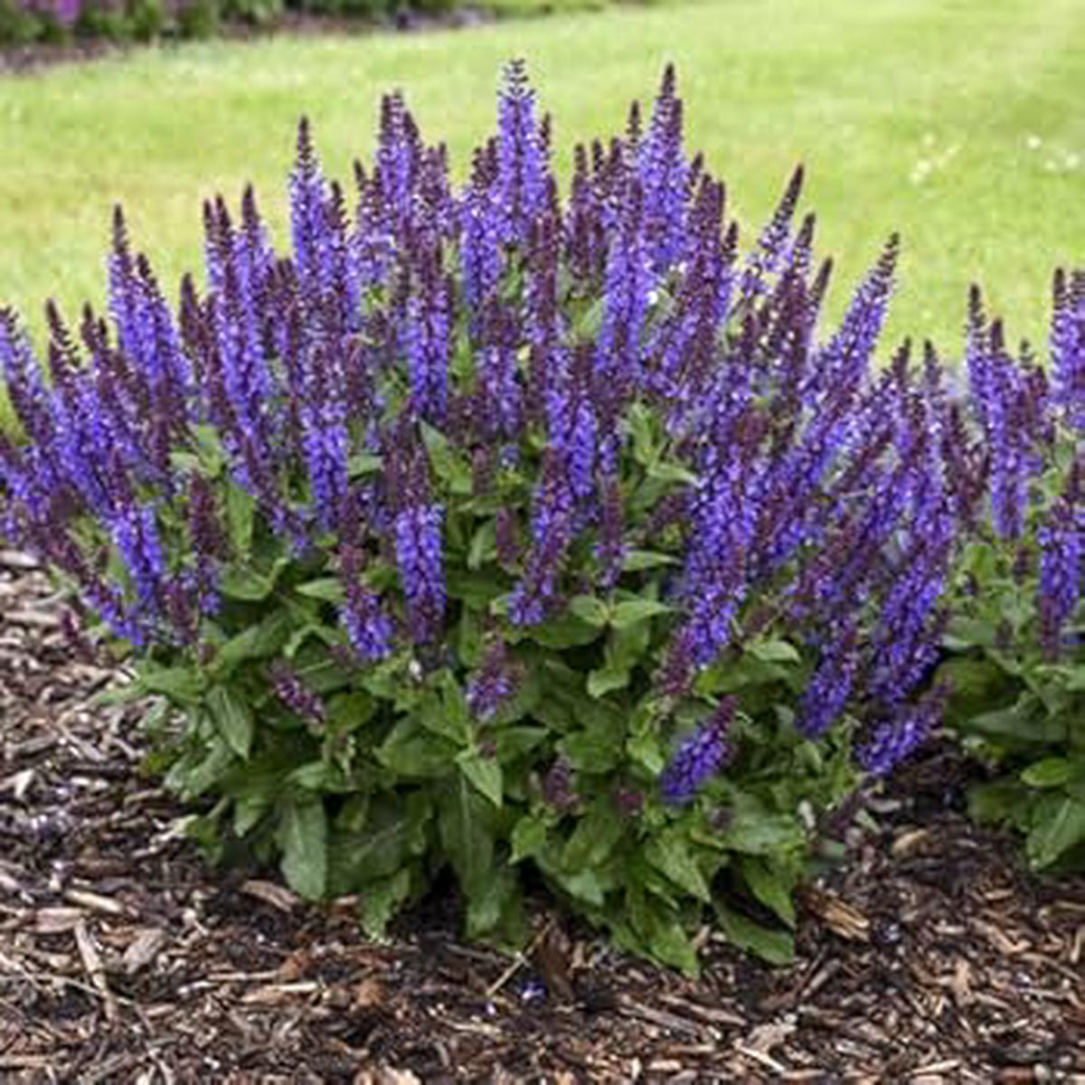 Russian Sage Flower Seeds  Heirloom Non-GMO Seasonal Bloomer for Garden Planting