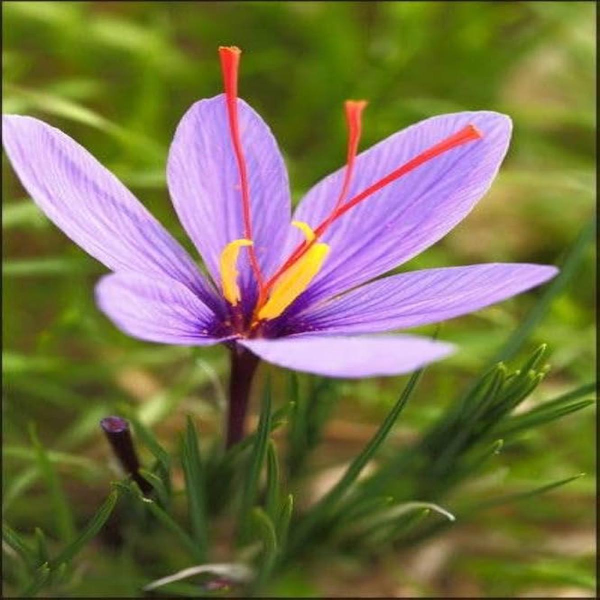 Saffron Flower Bulbs Pieces with High Germination Rate for Pots