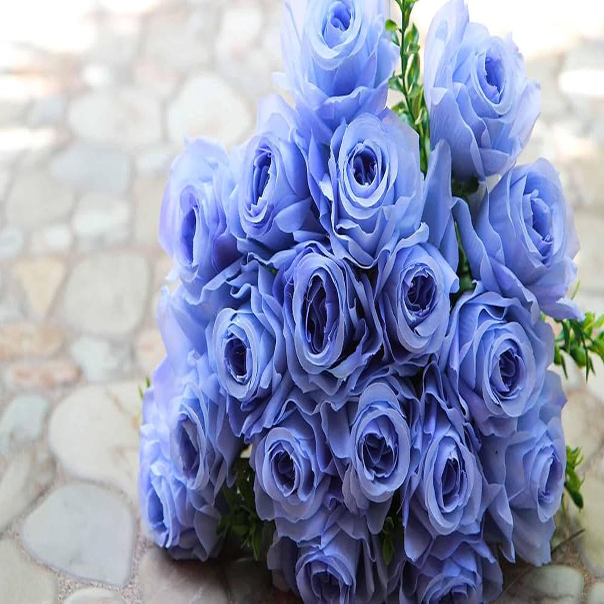 Sky Blue Grey Rose Flower Seeds for Planting  Heirloom, Non-GMO, Fragrant Blossoms, High Germination
