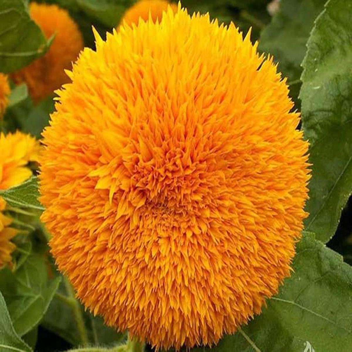 Sun Gold Helianthus Annuus Sunflower Seeds for Planting  Heirloom, Non-GMO, High Germination Garden Blooms