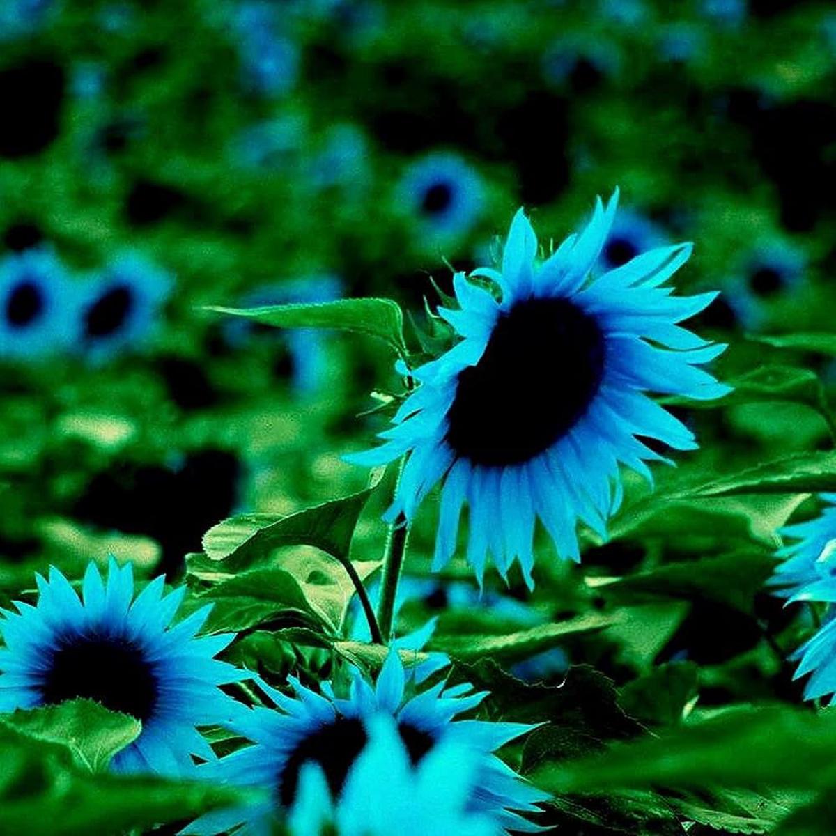 Sunflower Seeds ( , Easy to Grow, Bright Garden Flowers)