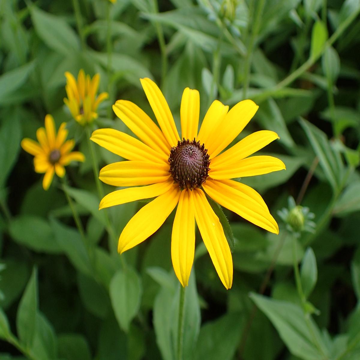 Susan Native Flower Seeds for Planting  Heirloom Non-GMO, High Germination Organic Garden Seeds