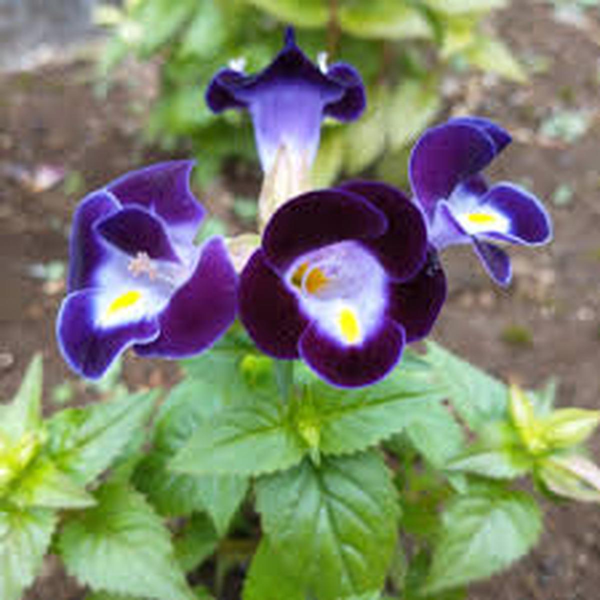 Torenia Wishbone Flower seeds for Planting Vibrant Colors Heirloom & GMO Free Seeds for Home Garden