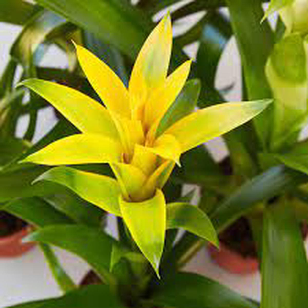 Yellow Bromeliad Tillandsia Bulbosa Flower Seeds for Planting Heirloom, Non-GMO, Organic Garden Seeds