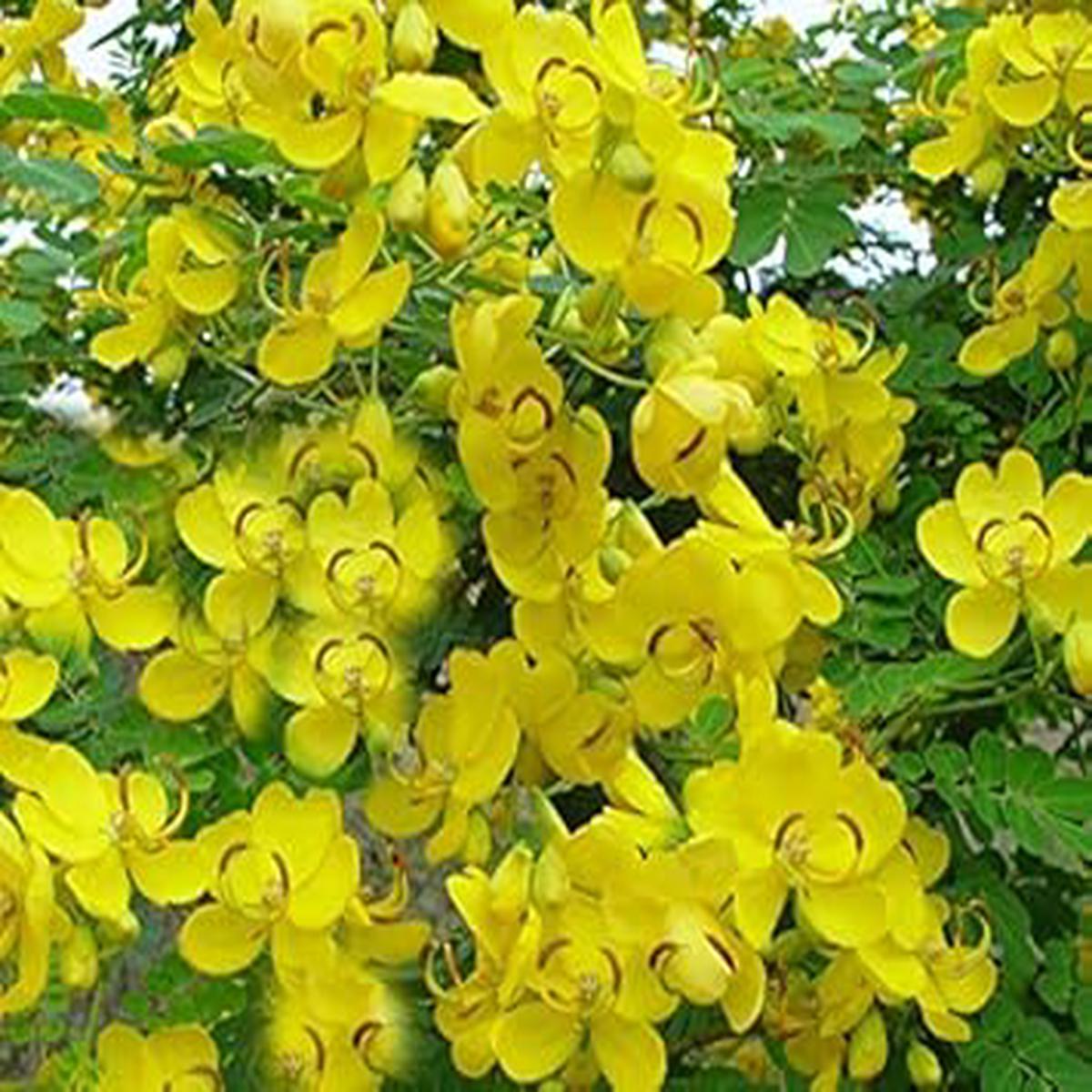 Yellow Cassia Flower seeds for Planting - Garden Favorite, Heirloom & GMO Free Seeds for Home Garden
