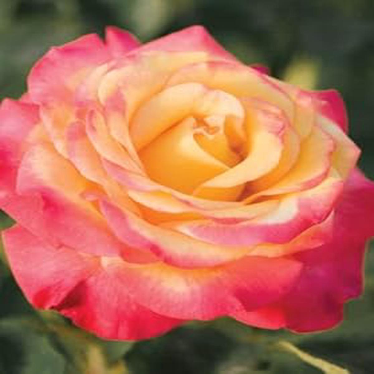 Yellow Red Climbing Rose Flower Seeds for Planting  Heirloom, Non-GMO, High Germination Organic Garden Seeds