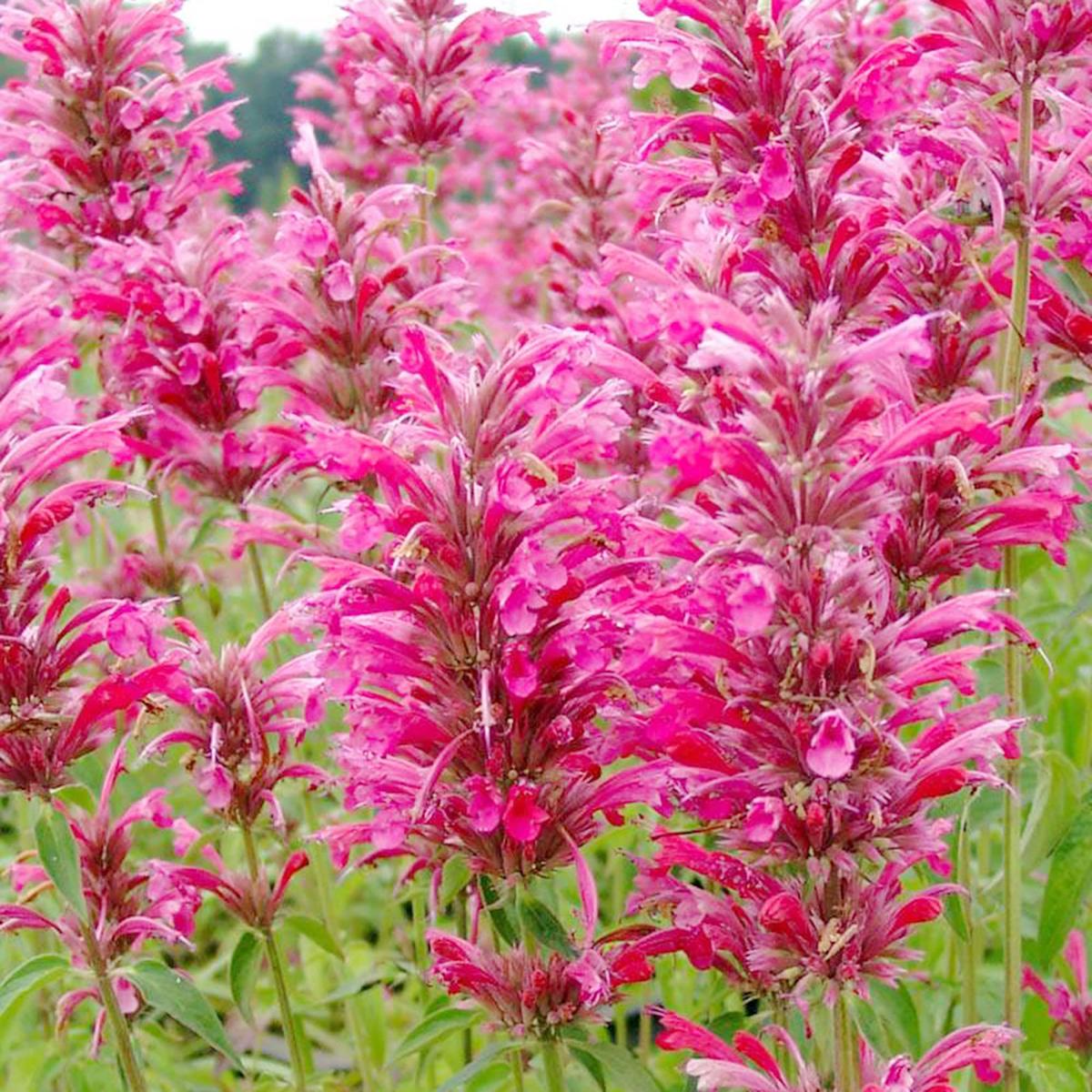 Agastache 'Heather Queen' Flower Seeds for Planting  Heirloom, Non-GMO, Pollinator-Friendly, Perennial