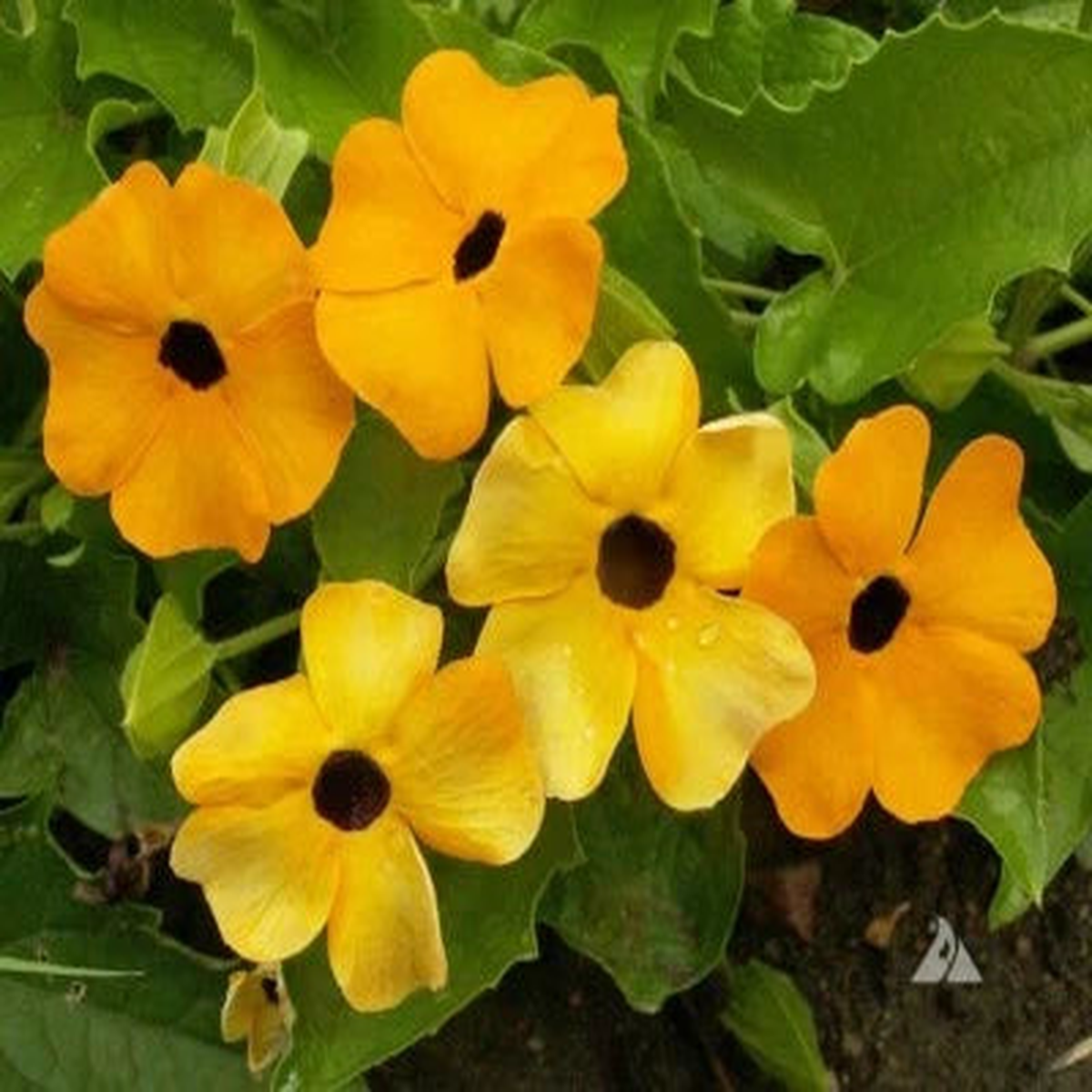BLACK EYED SUSAN VINE Mixed Colors Tender Perennial Pollinators Non-GMO  Heirloom