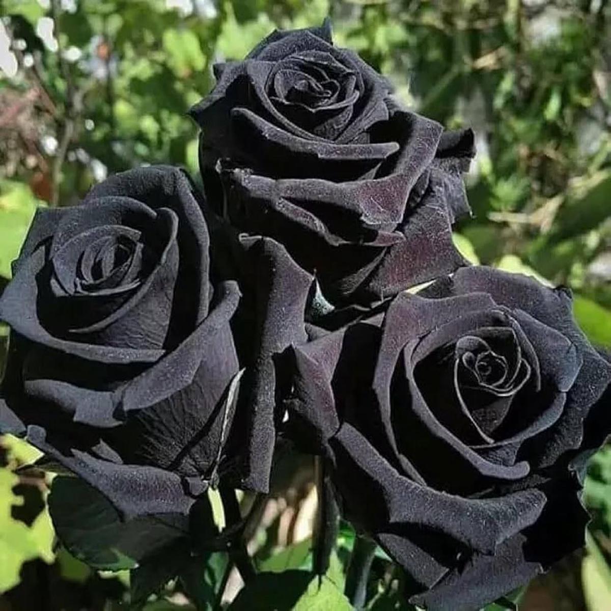 Black Holland Rose Flower Seeds for Planting  Heirloom Non-GMO High Germination Organic Garden Seeds