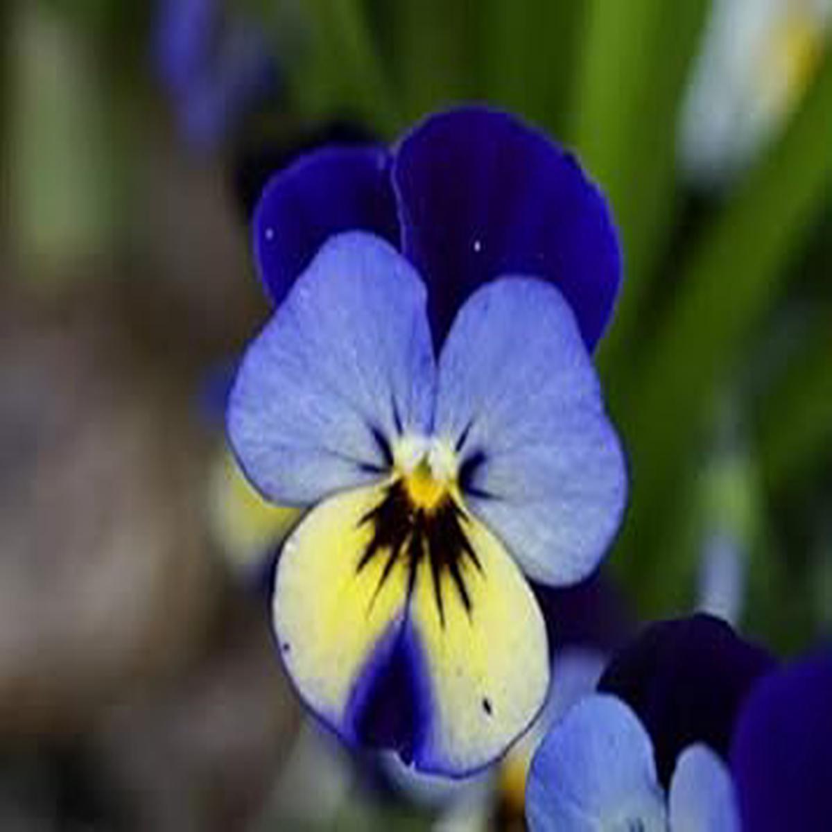 Blue Pansy Seeds for Planting  Organic, Heirloom, Non-GMO, High Germination Flower Seeds for Vibrant Gardens