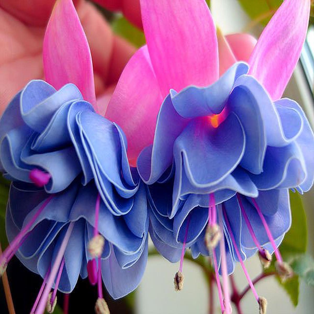Blue Pink Double Petals Fuchsia Seeds for Planting  Heirloom Non-GMO High Germination Seeds