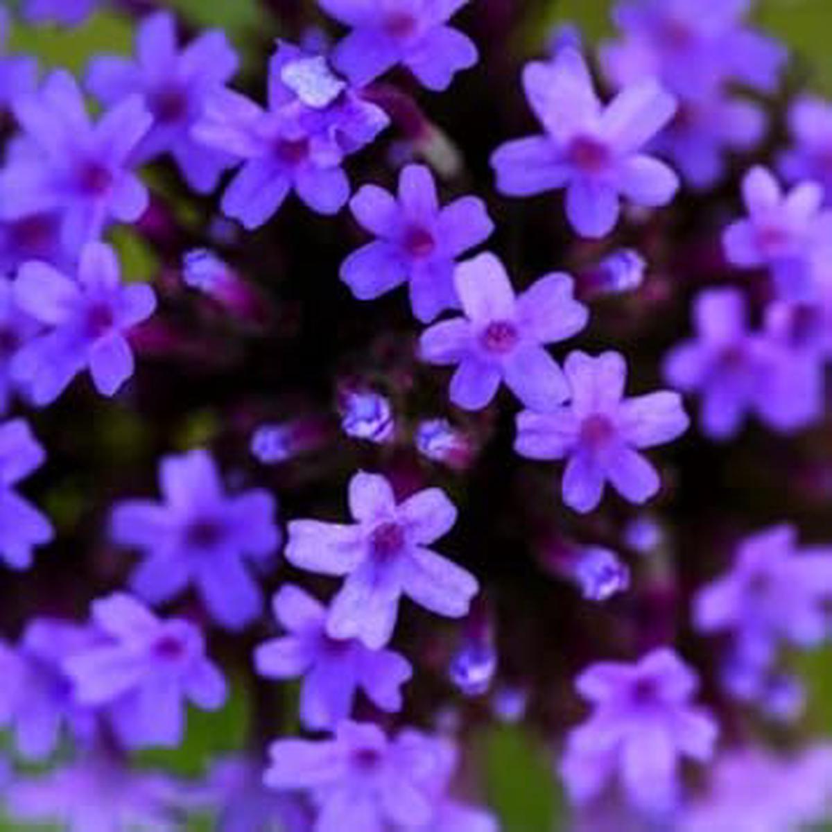 Blue Verbena Flower seeds for Planting - Drought Tolerant, Heirloom & GMO Free Seeds for Home Garden