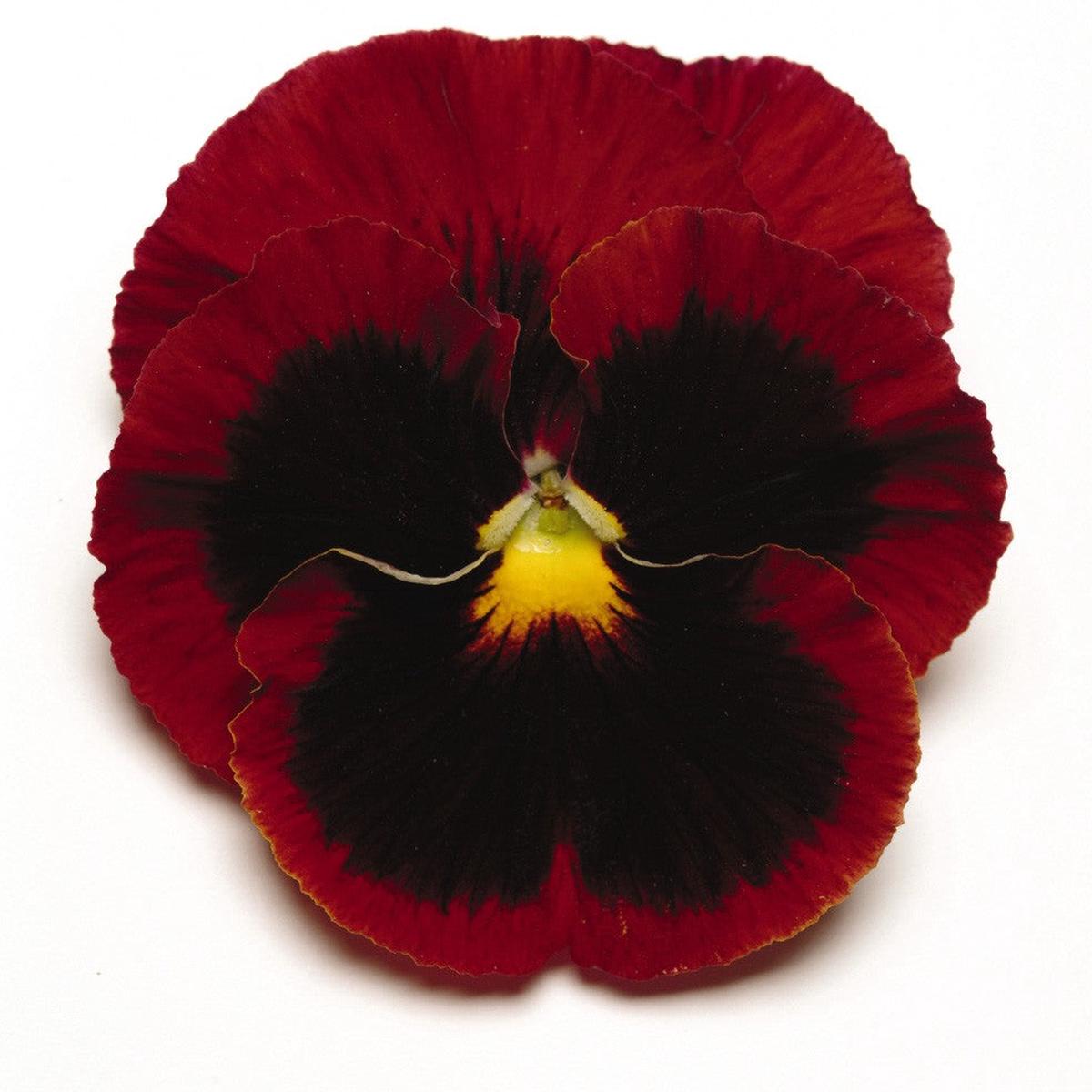 Brown Pansy Flower Seeds for Planting  Heirloom, Non-GMO, High Germination Organic Garden Seeds