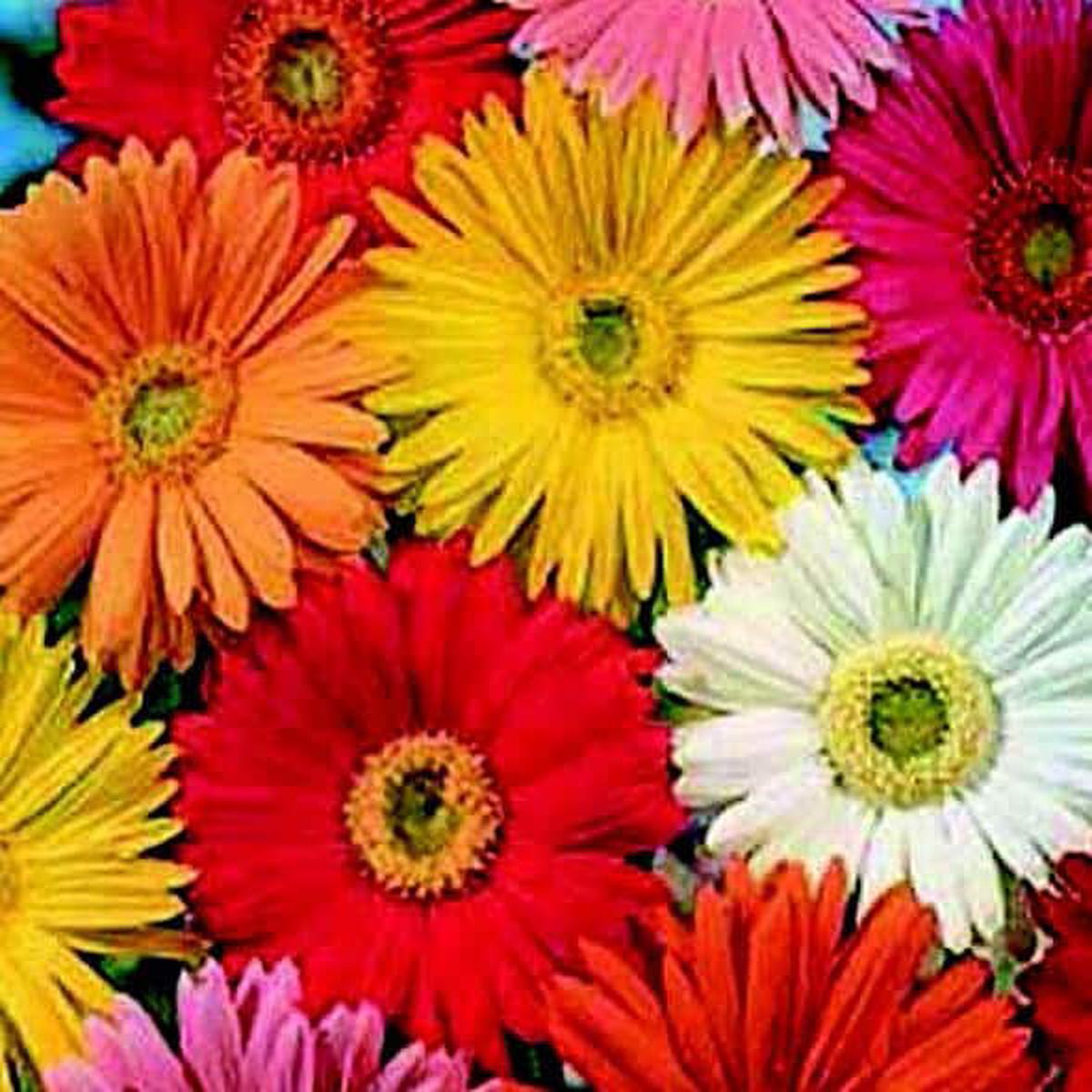 California Giants Mix Gerbera Daisy Seeds - Packet - 20 Seeds